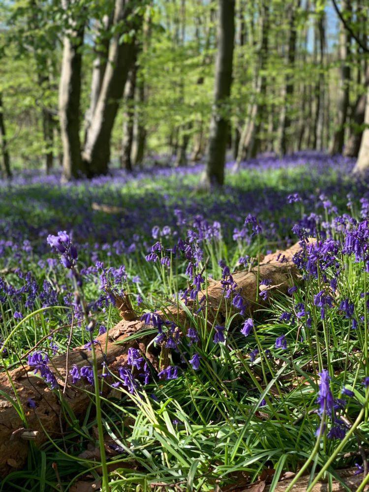 Isolation photography competition